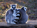 Ring-tailed Lemur monkeys